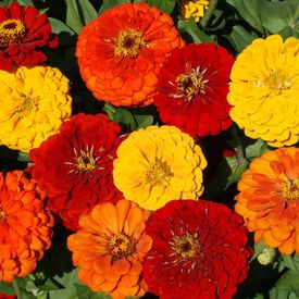 Lava Lamp, Zinnia Seeds